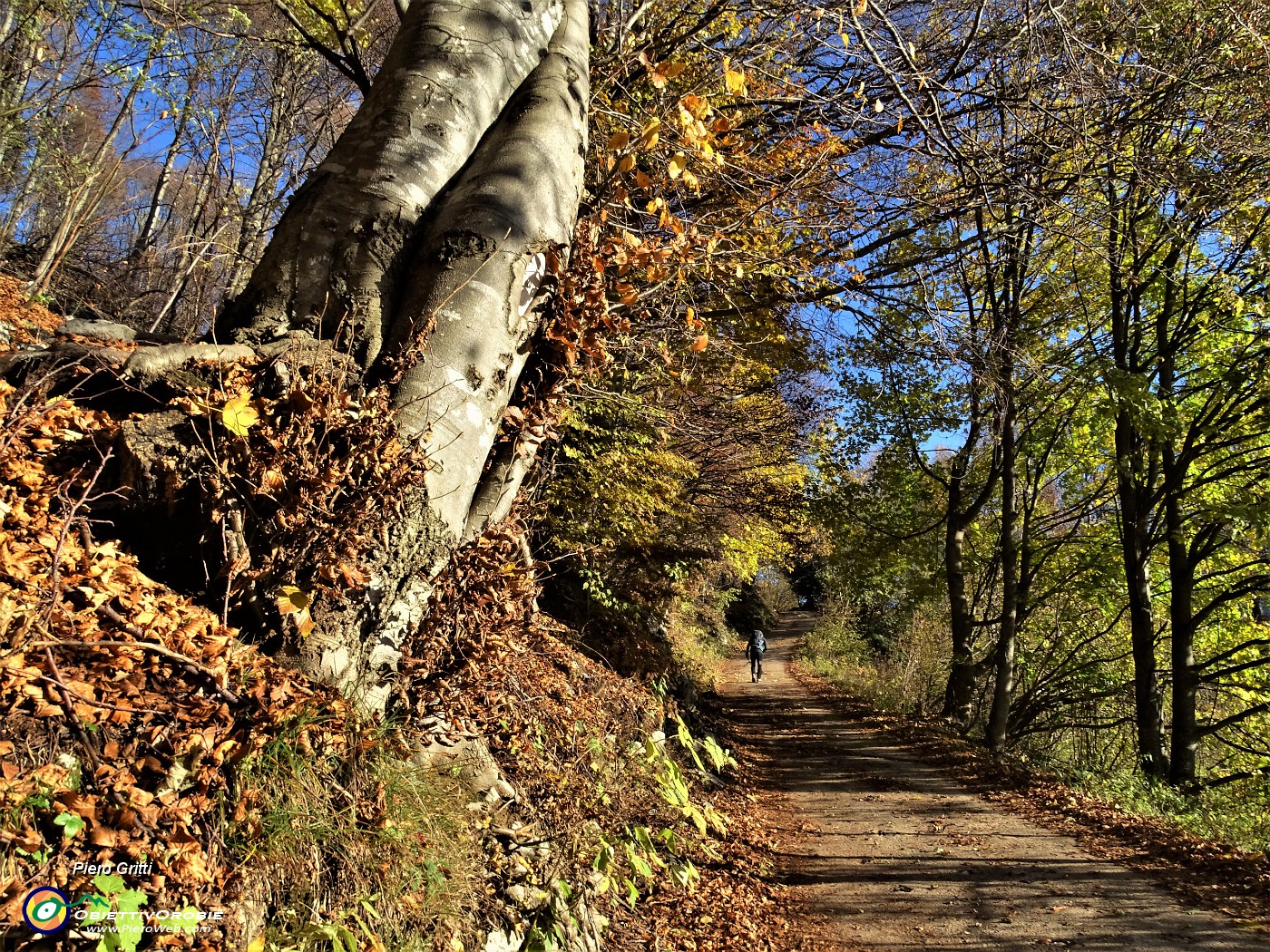 09 Sul sent. 153, stradetta agrosilvopastorale colorata d'autunno,  partiti da Capo Foppa (1307 m).JPG